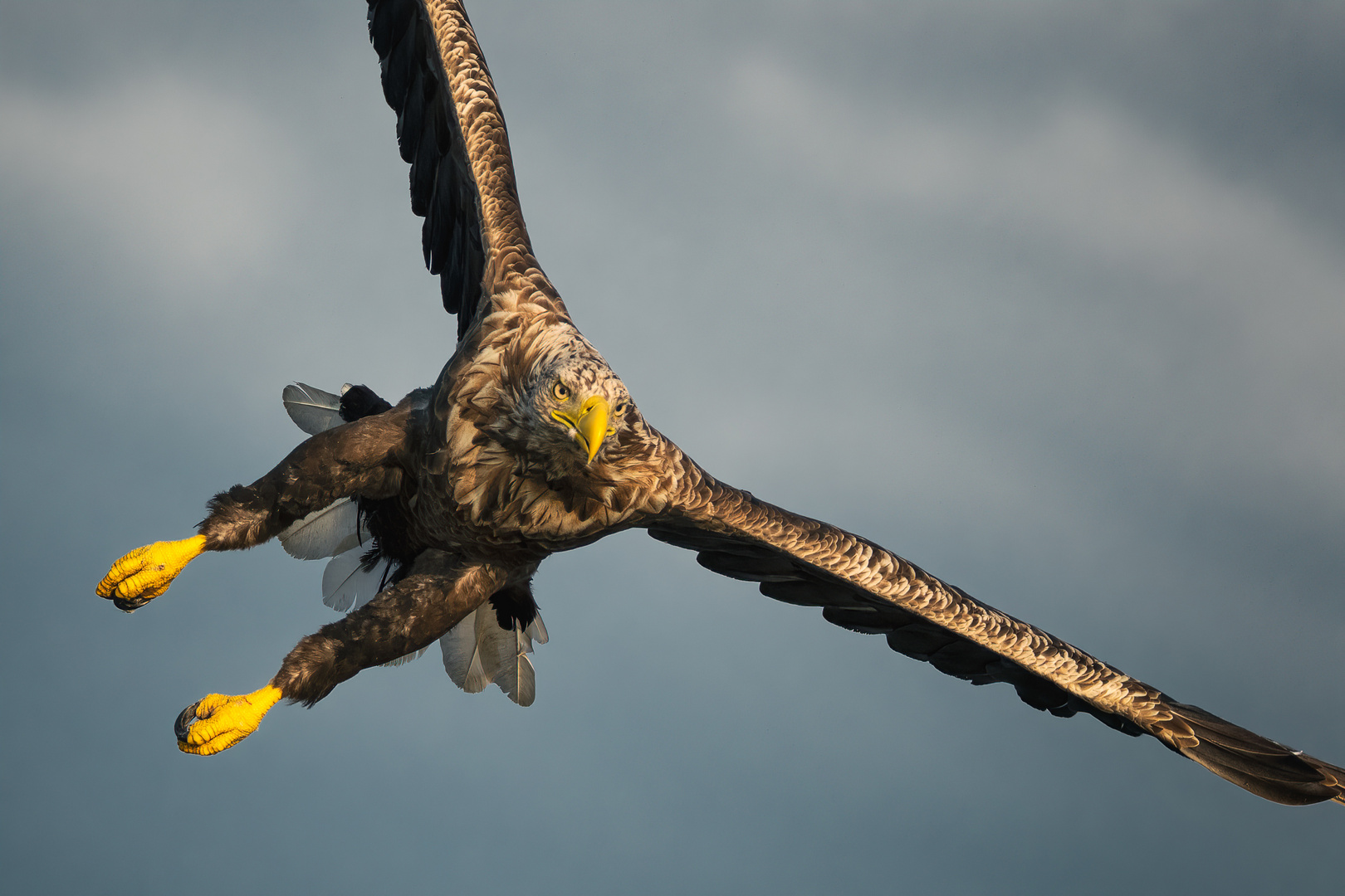 White-tailed eagle