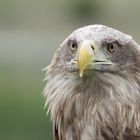 White-tailed Eagle #2