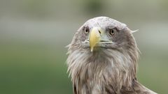 White-tailed Eagle #2