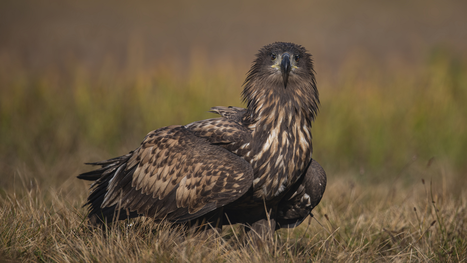 white-tailed eagle