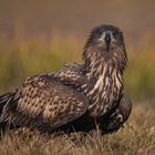 white-tailed eagle