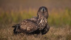 white-tailed eagle