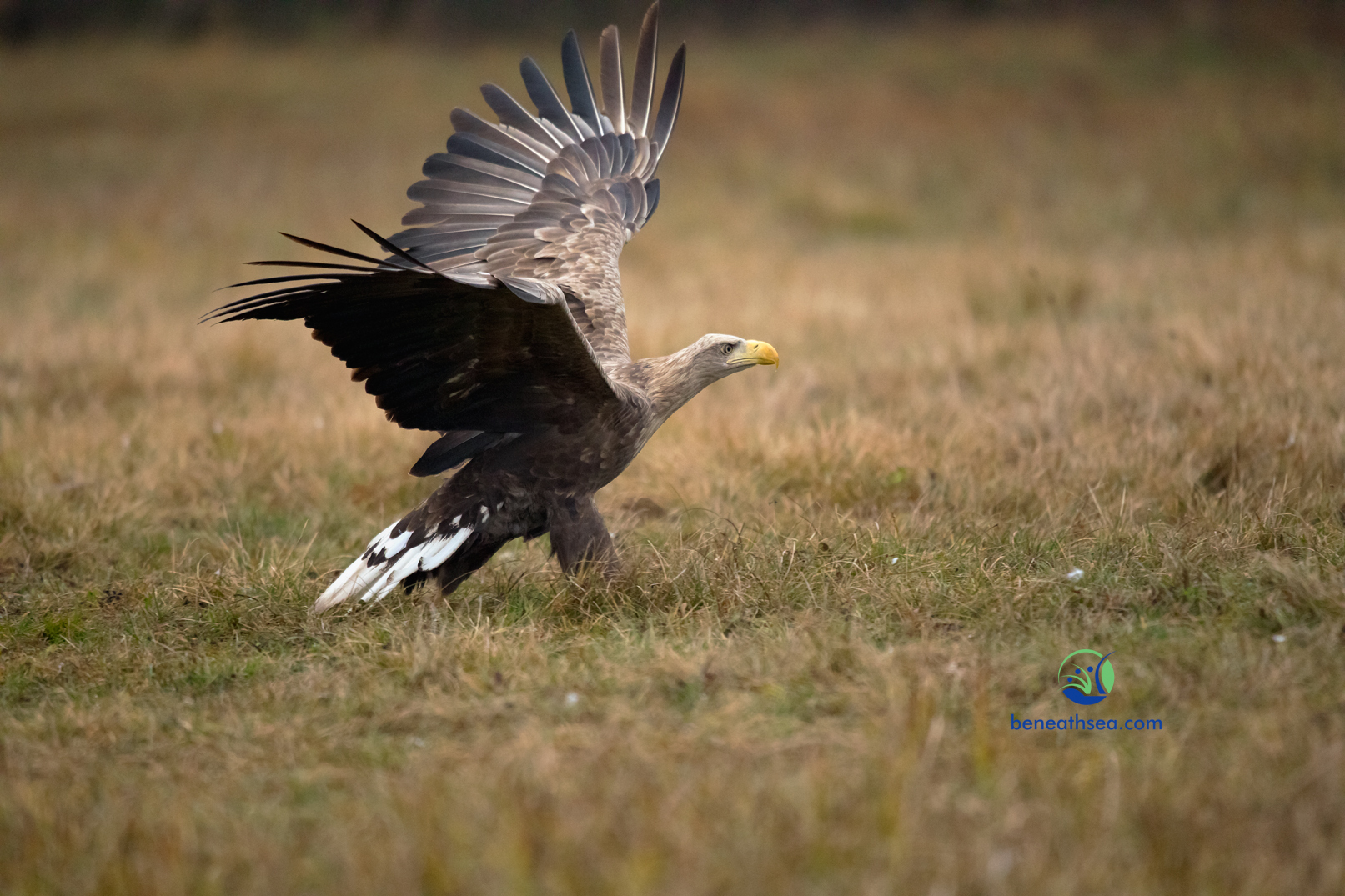 white tailed eagle