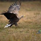 white tailed eagle