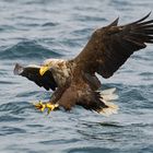 White tailed Eagle