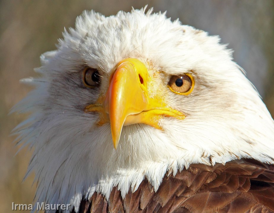 white tailed eagle