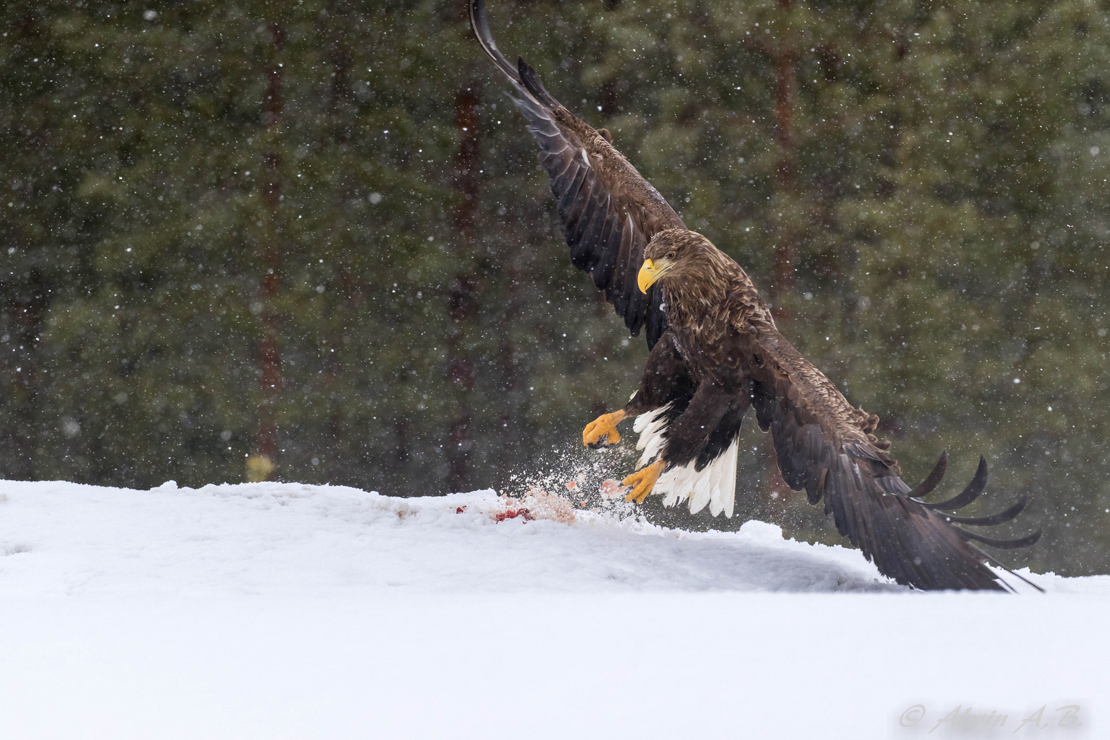 White Tailed Eagle