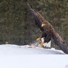 White Tailed Eagle