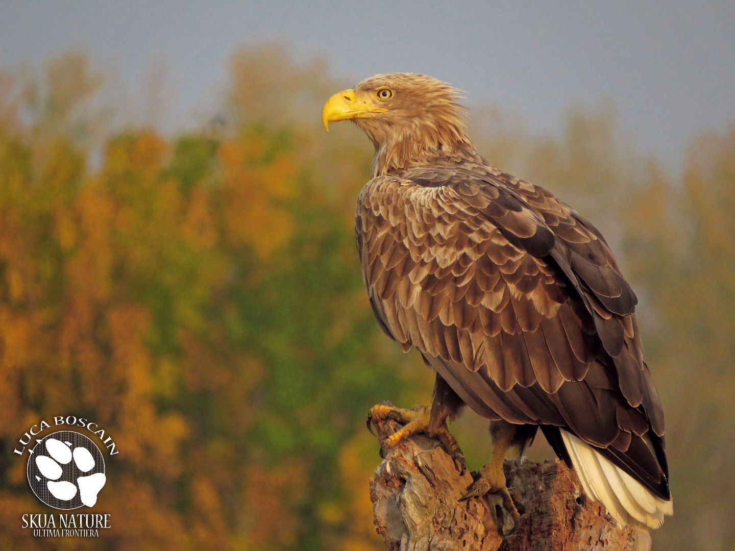 White-tailed Eagle