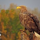 White-tailed Eagle