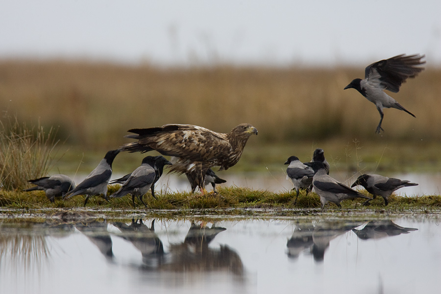 White tailed Eagles and hooded crows