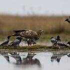 White tailed Eagles and hooded crows