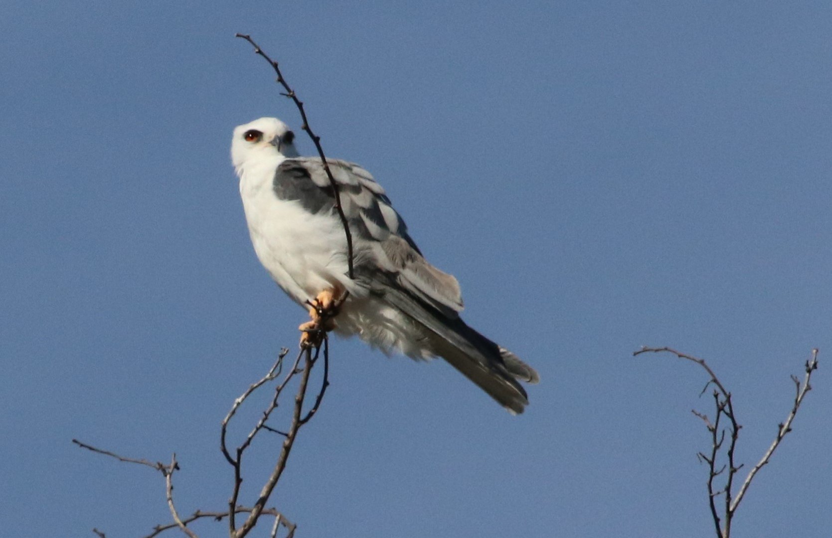 White-tailed Kite (Weißschwanzaar)