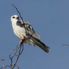 White-tailed Kite (Weißschwanzaar)