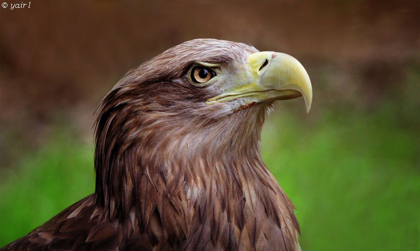 WHITE-TAILED SEA EAGLE