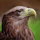 WHITE-TAILED SEA EAGLE