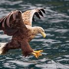 White tailed Sea Eagle