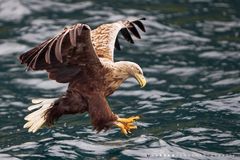 White tailed Sea Eagle