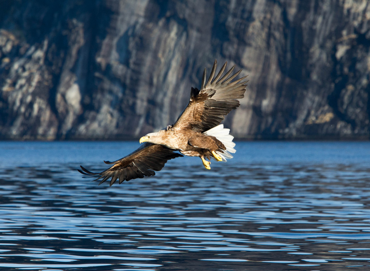 White Tailed Sea Eagles