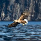 White Tailed Sea Eagles