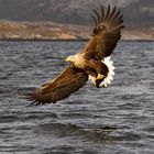 White Tailed Sea Eagles with catch