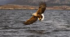 White Tailed Sea Eagles with catch