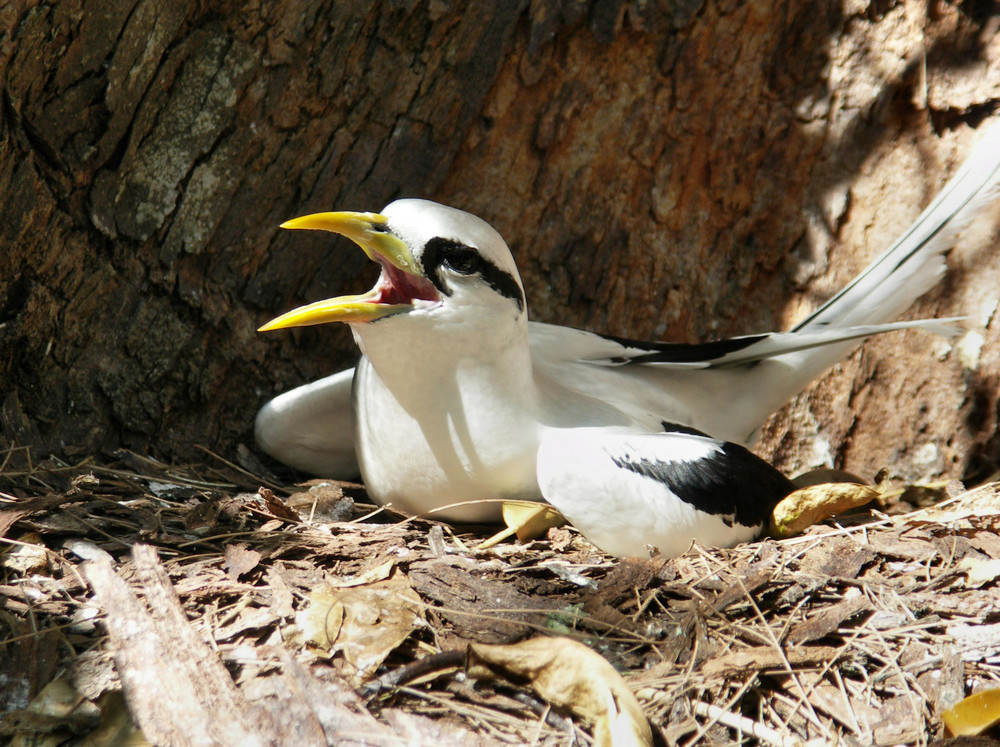 White-tailed tropicbird, eine der seltenen Vogelarten auf den Seychellen.