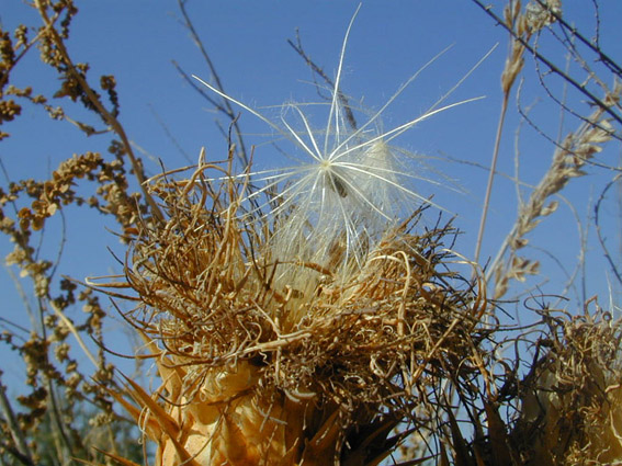 white thistle