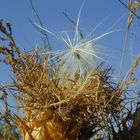 white thistle