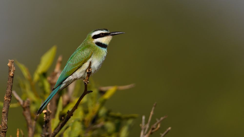 White-throated Bee-eater