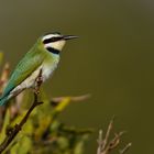 White-throated Bee-eater