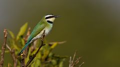 White-throated Bee-eater