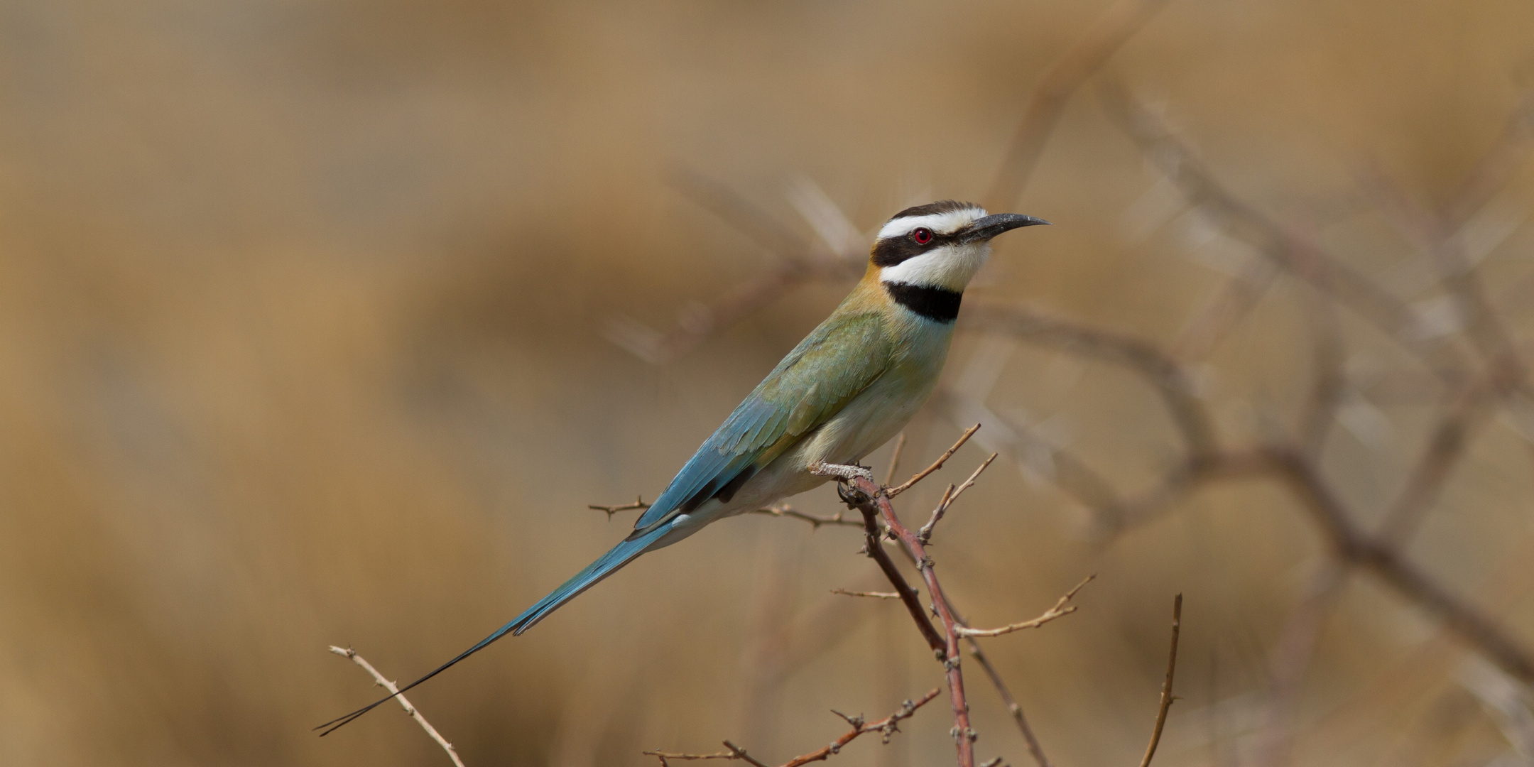 White-throated Bee-Eater