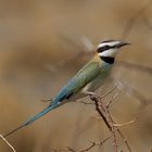 White-throated Bee-Eater