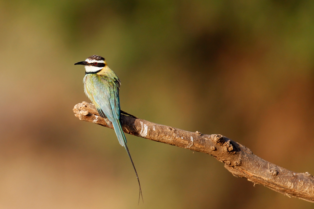 White Throated Bee Eater
