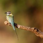 White Throated Bee Eater