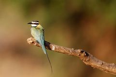 White Throated Bee Eater