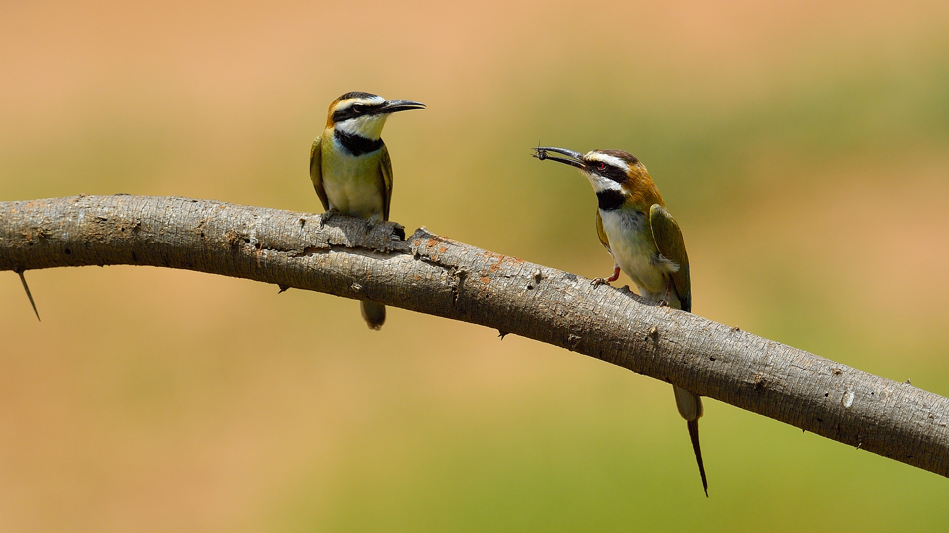 White-throated bee-eater