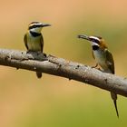 White-throated bee-eater