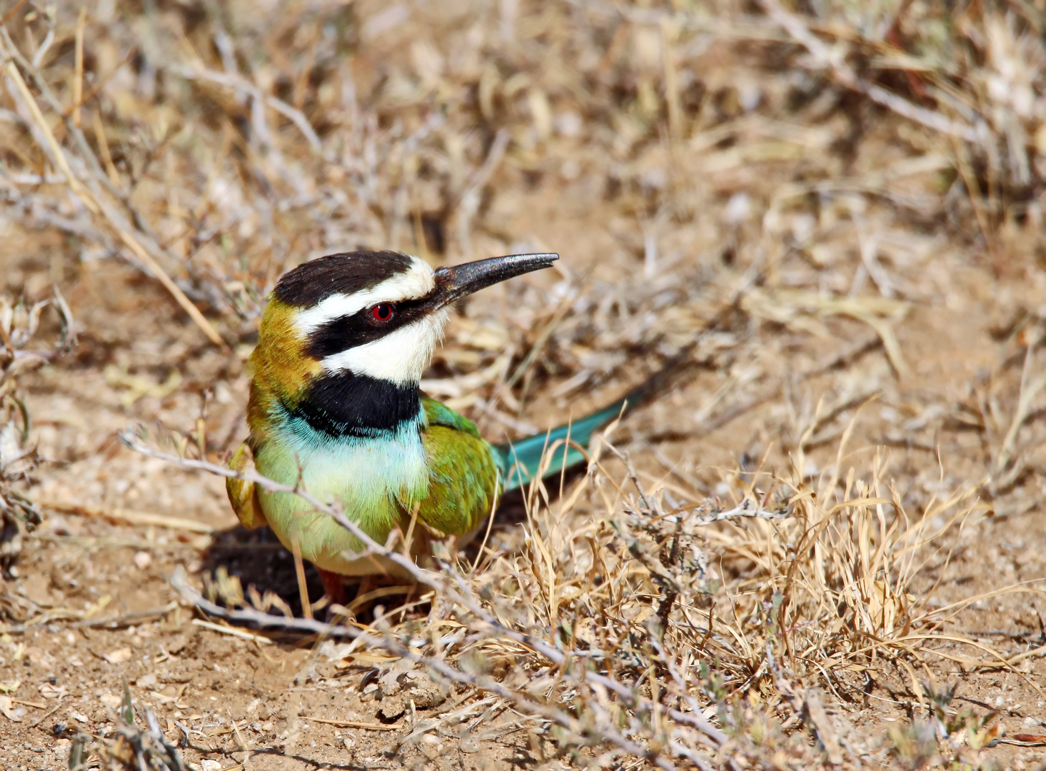 white-throated bee-eater