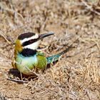 white-throated bee-eater