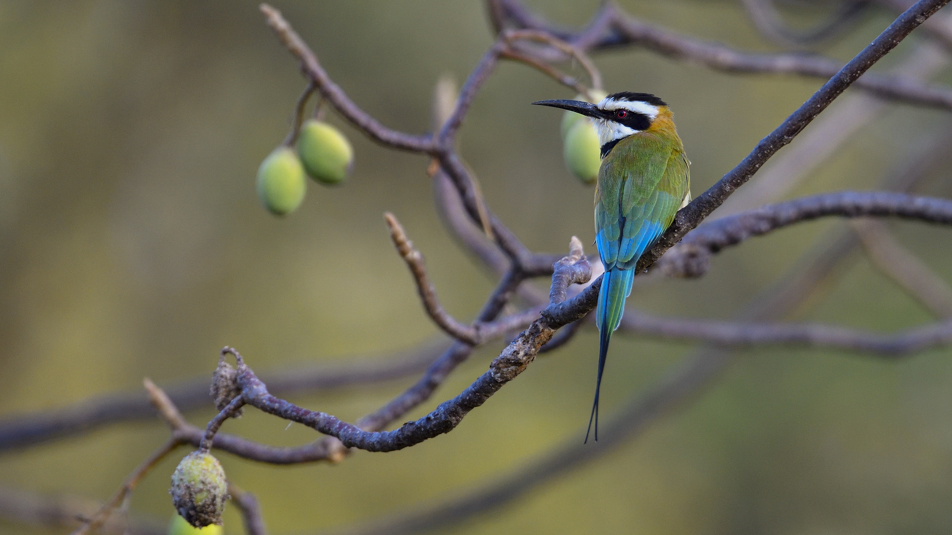 White-throated Bee-eater