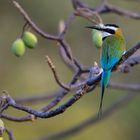 White-throated Bee-eater