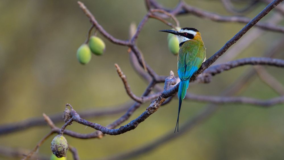 White-throated Bee-eater