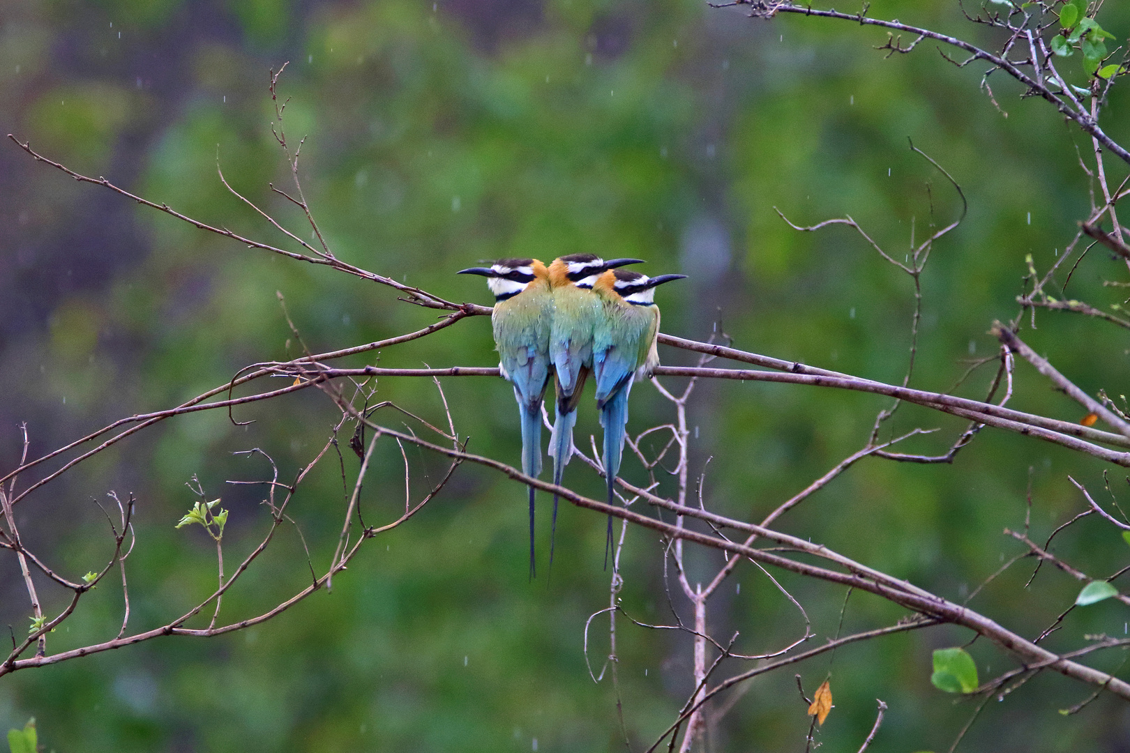 White-throated Bee-Eater, Uganda