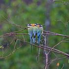 White-throated Bee-Eater, Uganda