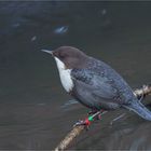 White-throated dipper