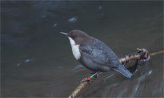 White-throated dipper