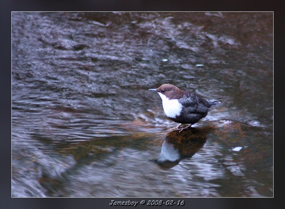 White-throated dipper