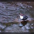 White-throated dipper